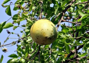 wood apple, bael