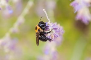 bee, sting, flower, Epsom salt