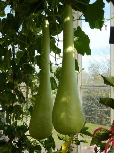 Bottle Gourd, gourd, anemia