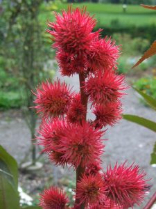 Castor Oil, bloom, palsy