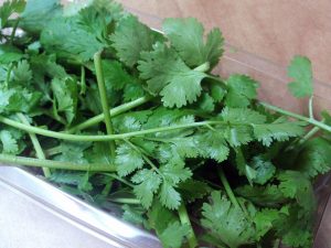 Cilantro, herb, bad breath