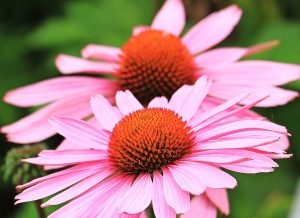 enchinacea, flowers, palsy