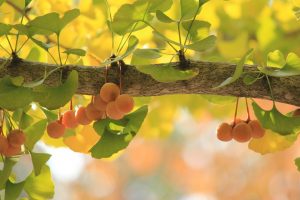 Ginkgo, berries, autism