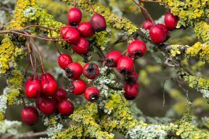 hawthorn, berries, atrial fibrillation