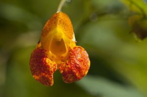 jewel weed, flower, bee