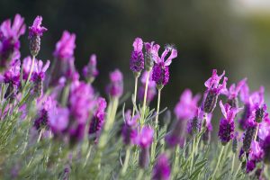 lavender, flower, aroma, calm