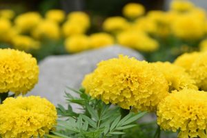 Marigold, flower, bee