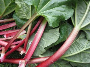 rhubarb, bee 