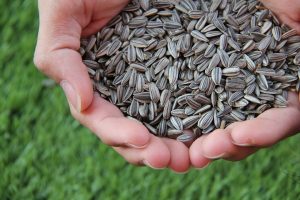 sunflower seeds, seeds, beriberi