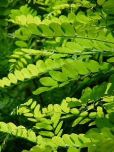 acacia, leaves, eye infections