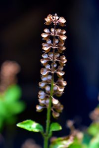 holy basil, flower, bird flu