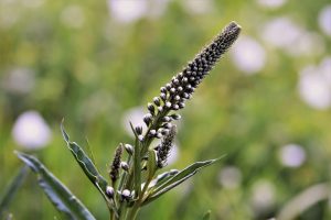 black cohosh, birth control