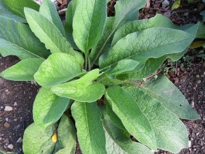 comfrey, herb, dry hair