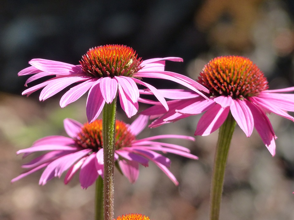 Echinacea, flower, gum pain