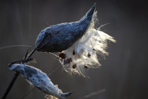 Milkweed, genital warts