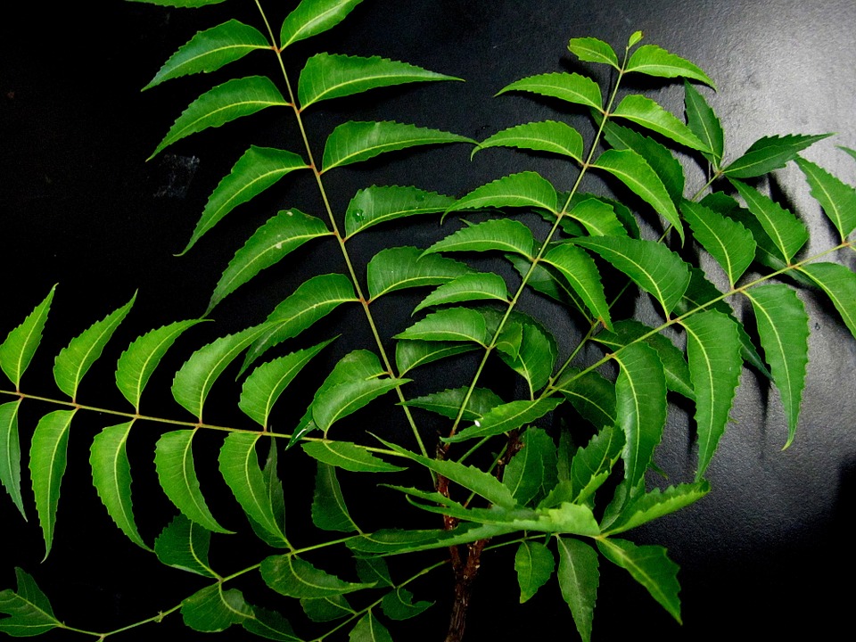 neem, leaves, herb, chickenpox