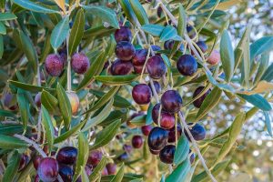 olives, olive leaves, fungal infections