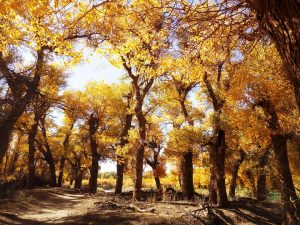 Populus Euphratica, trees, genital warts