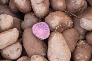 purple potato, potato, fibrocystic