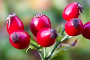 rose hips, rose, berry, tea, health benefit