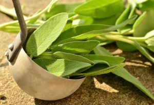 sage, herb, gum pain, home remedies for chlamydia