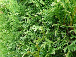 thuja, tree, genital warts