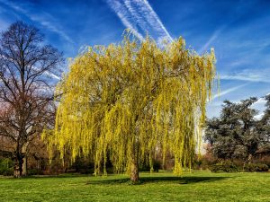 willow tree, genital warts