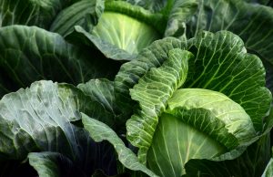 cabbage, breast infection, Mastitis