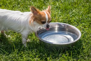 water, dog, kidney stones