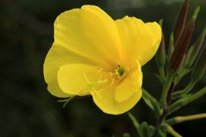 evening primrose, flower, essential oil, induce labor, labor