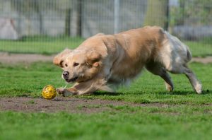 exercise, fetch, dog, kidney stones