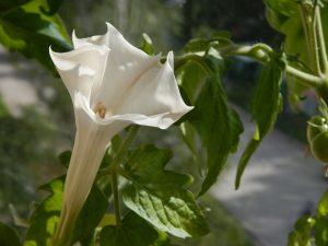 datura, flower, cholera
