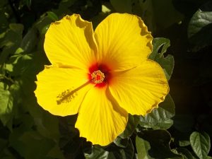 hibiscus, flower, hair, gout