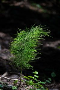horsetail, herb, plant, Dysuria