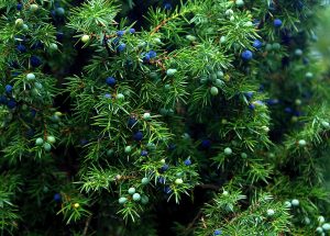 juniper, berries, herbs, abrasions