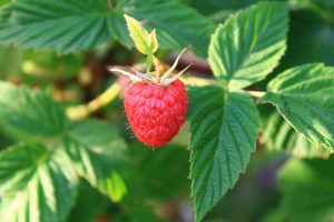 raspberry, berries, leaves, fiber, hormonal, morning sickness