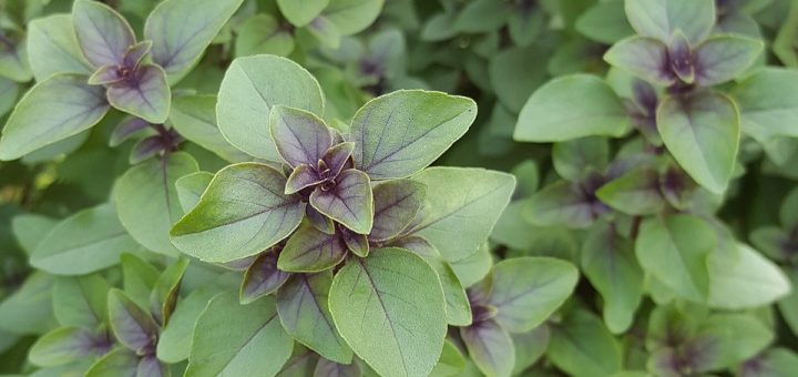 tulsi, leaves, purple basil, herb, itching