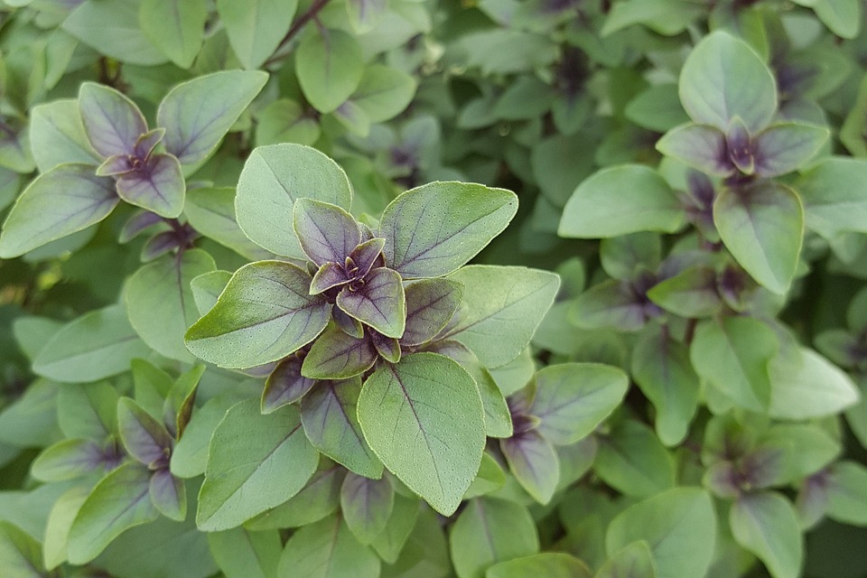 tulsi, leaves, purple basil, herb, itching