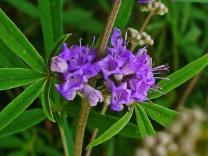 chasteberry, flower, herb, breast pain