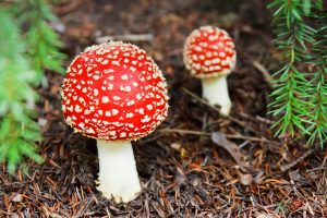 mushrooms, deadly, fair skin