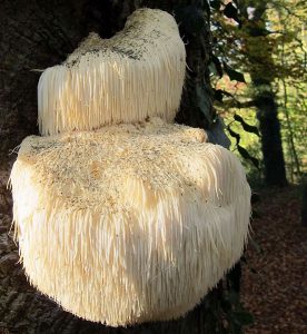 mushroom, lion's mane, concussion