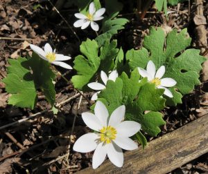 bloodroot, herb, flowers, gum disease