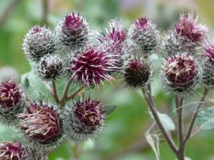 burdock, tongue blisters, plant, felt cats, arthritis