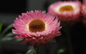 Helichrysum, flowers, ankle swelling