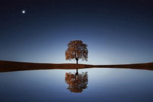 tree, night, focus, reflection, astigmatism