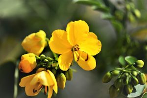 senna, tea, herb, flower, high uric acid in the blood