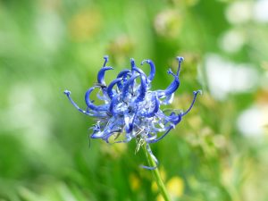 devil's claw, flower, herb, allergies, hives