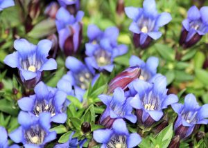 gentian, flower, shingles