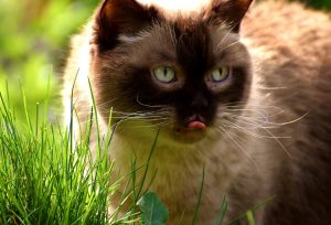 cat, cat grass