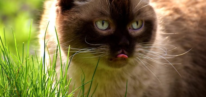 cat, cat grass